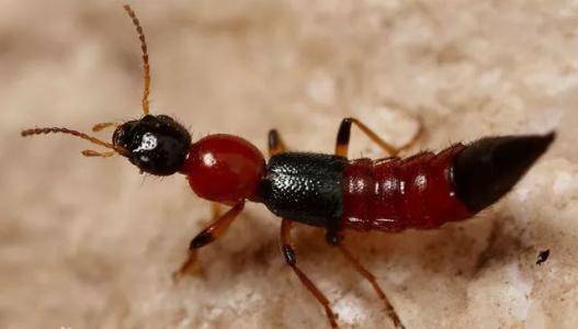 意外险理赔案例男子被毒虫咬伤买的50万意外险被拒赔了保险公司没法赔